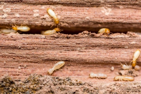 trị mối mọt