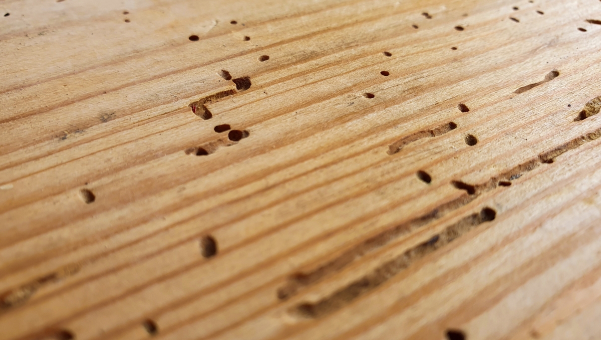 Hướng dẫn bảo quản nội thất gỗ tránh cong vênh, mối mọt.