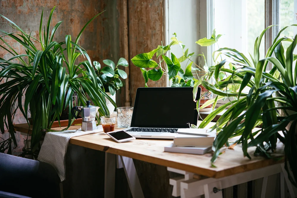 desk plants Feng Shui Wood element